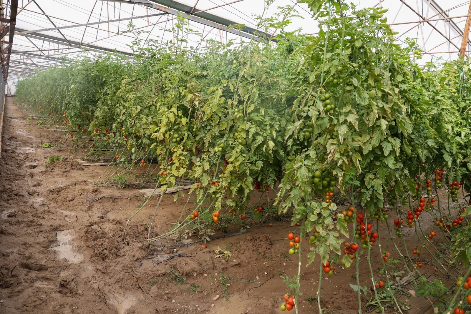 23Mahalle500Ciftcizarargordu