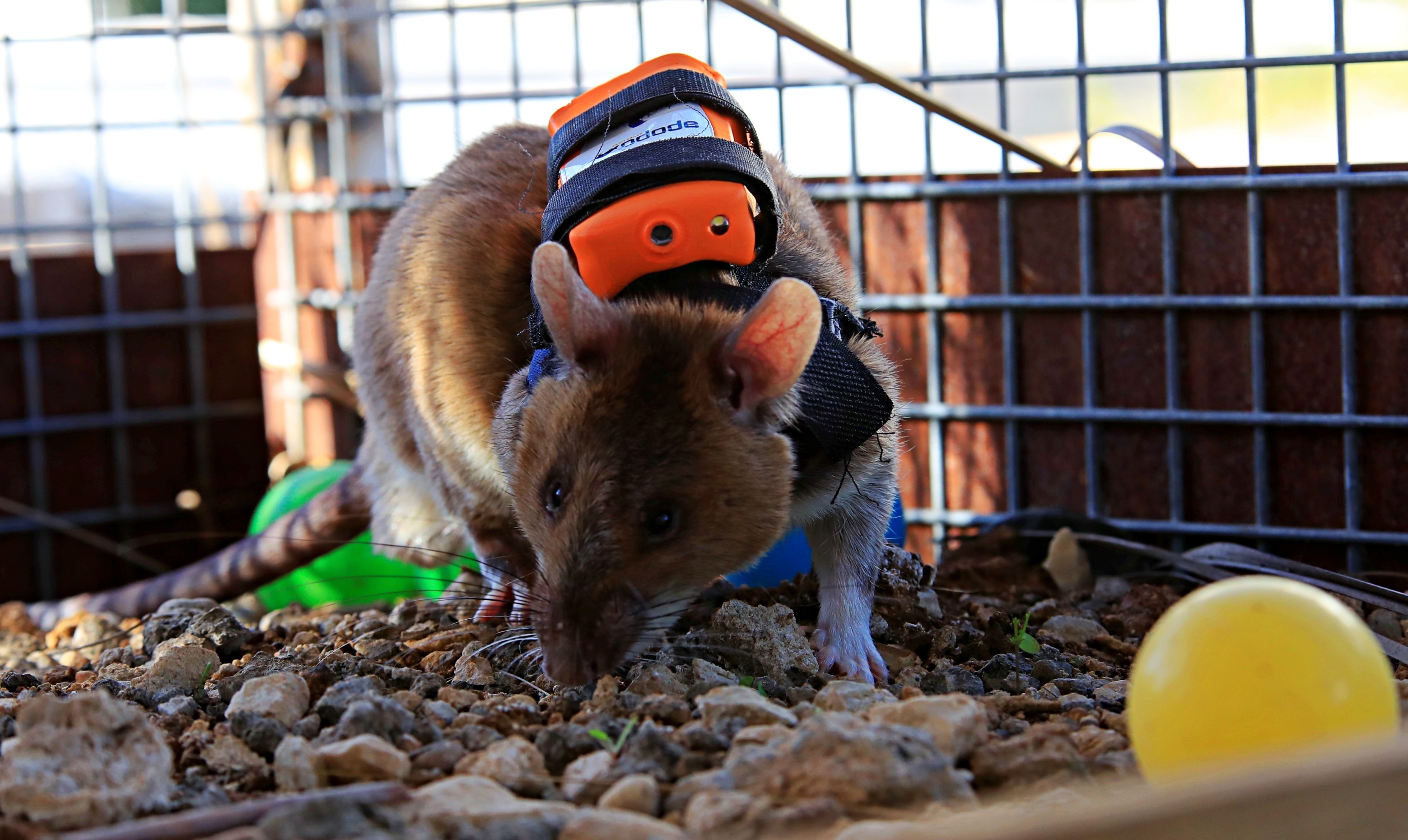 Affikakeselisicanlar