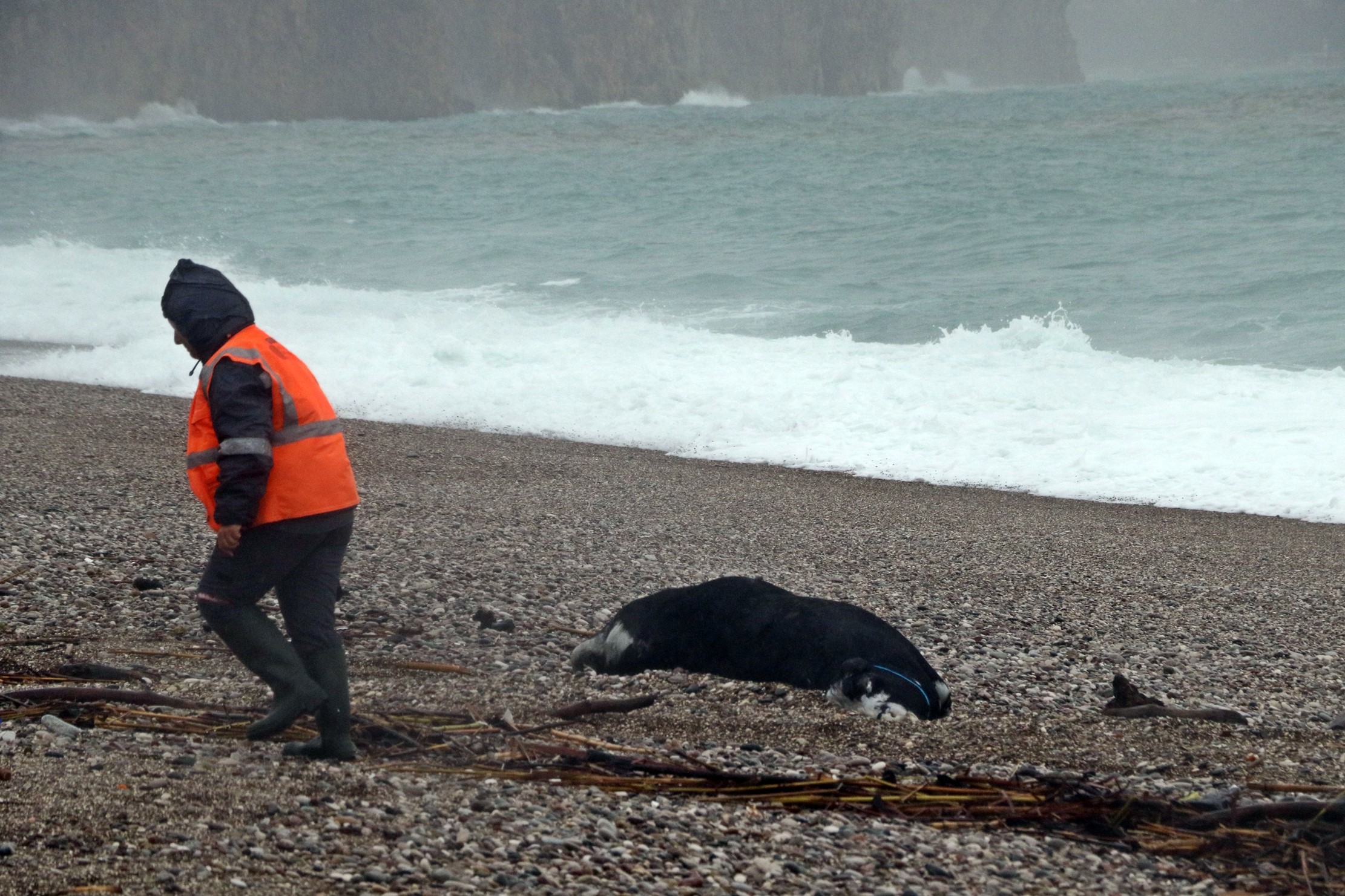Antalyadasarikoduyarisisahiledalgalarlabirlikteoludanavurdu