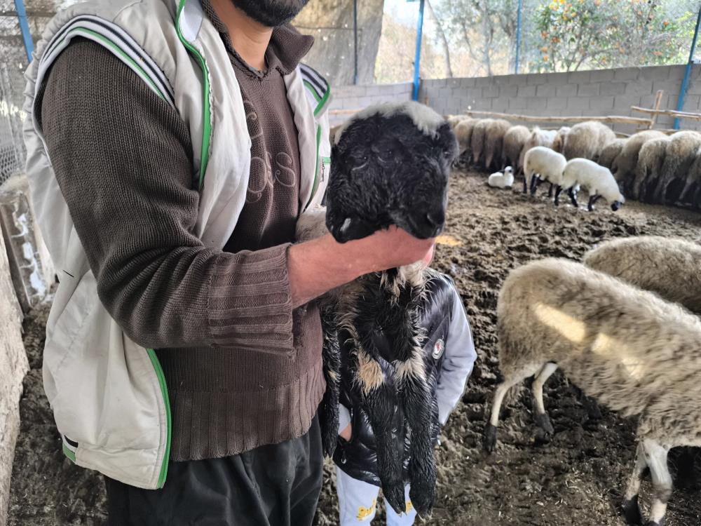 Ciftbaslive4Gozludogmustuhatay