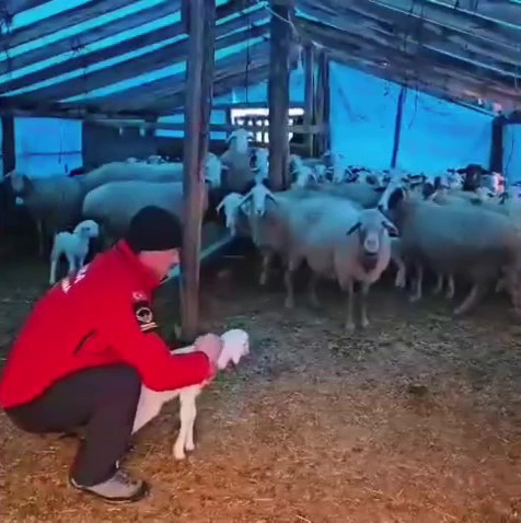 Cobanvehayvanlarininyardiminaekiplerkostu