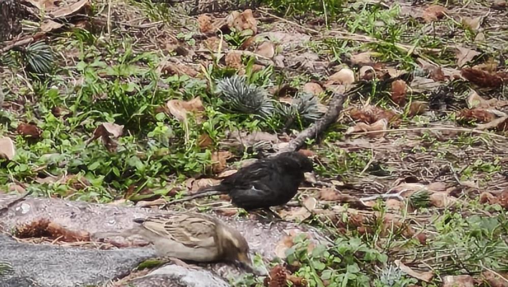 Ispartadagorulensiyahsercedogaseverleribuyuledi