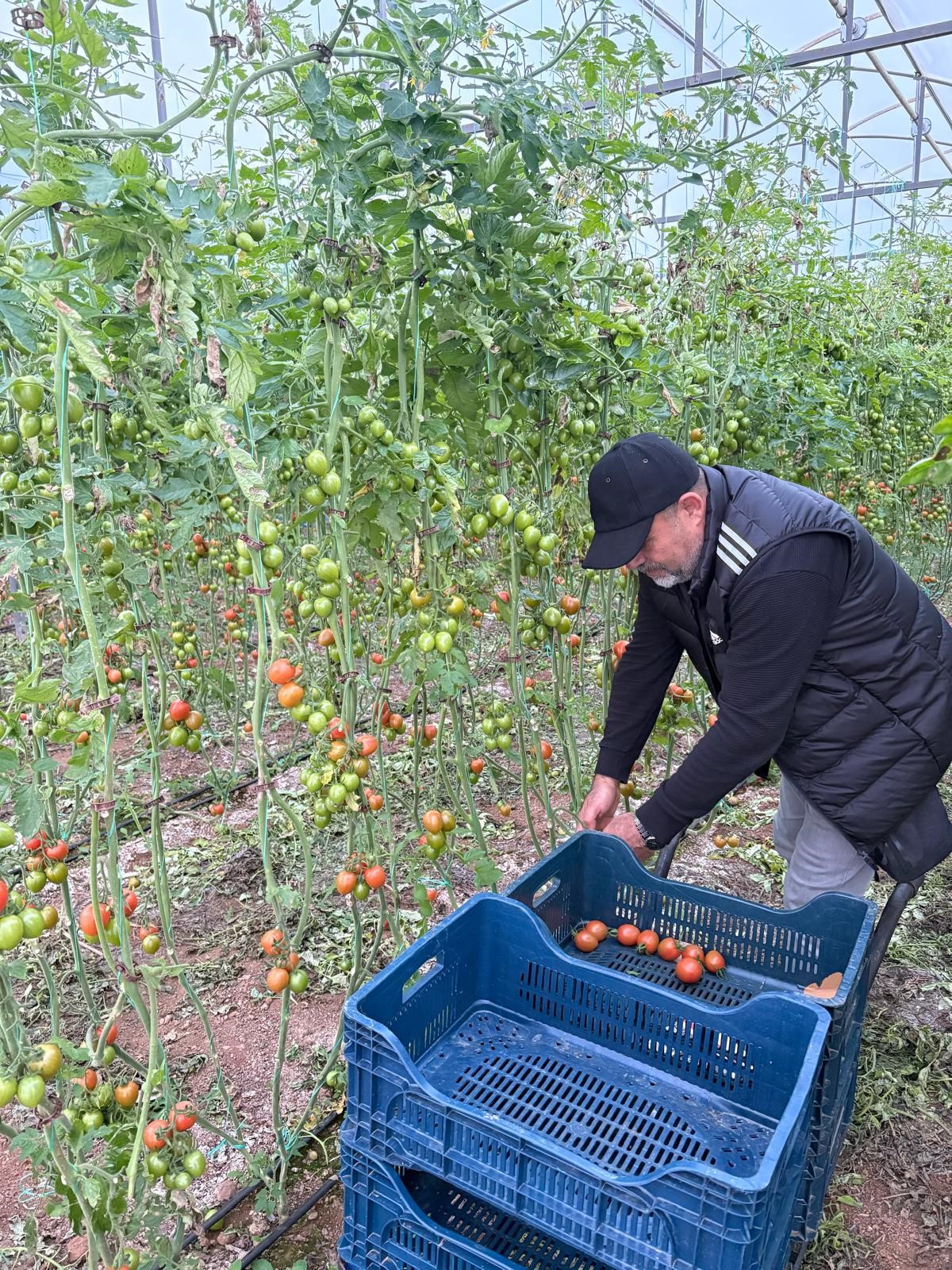 Kantesevgisisinirtanimadi