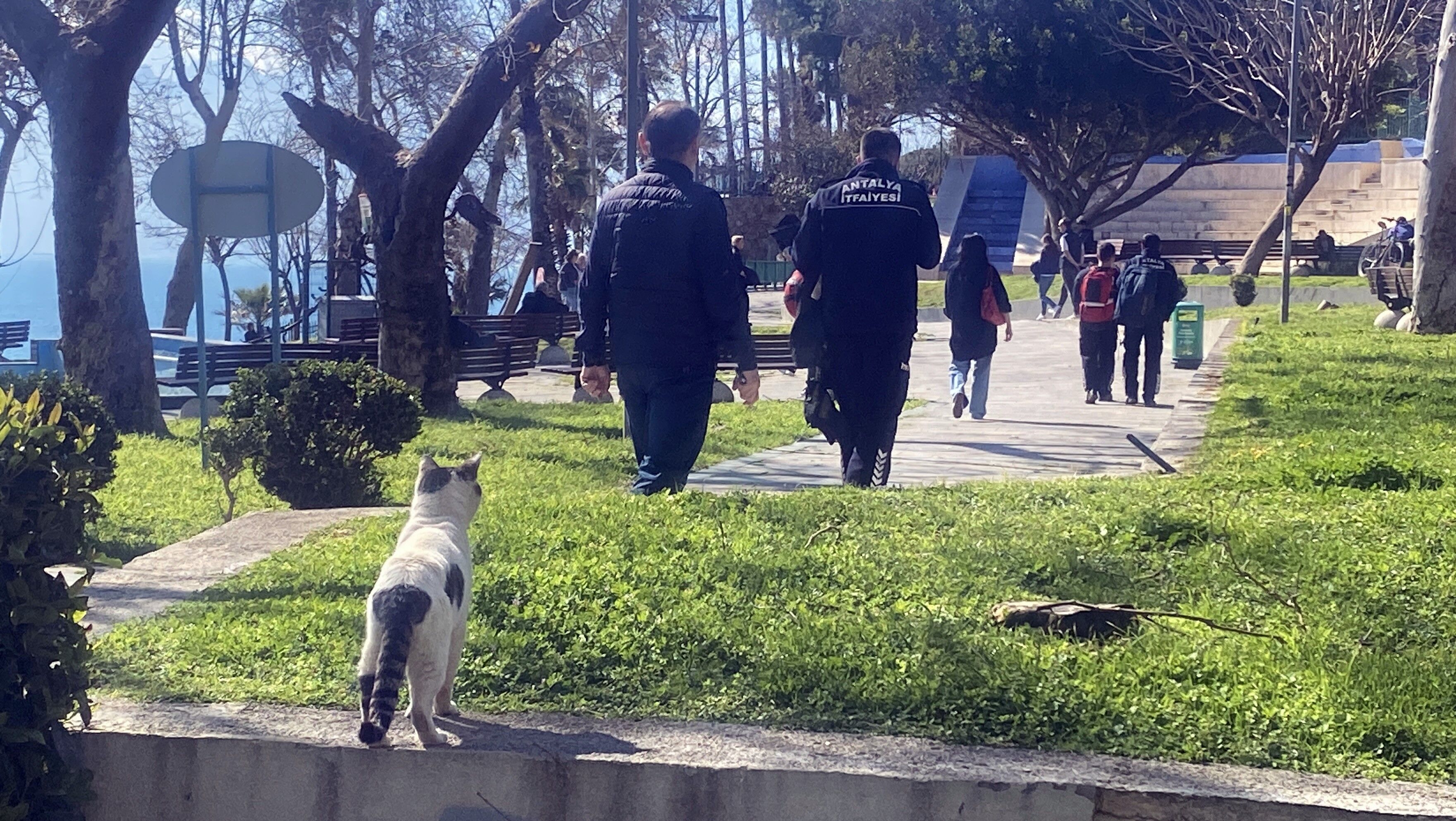 Kedilerguvenlialanaindi