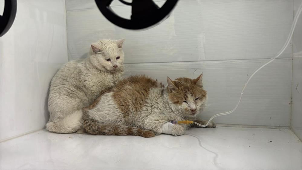 Kedilerinkaldigievde26Keditelefoldu