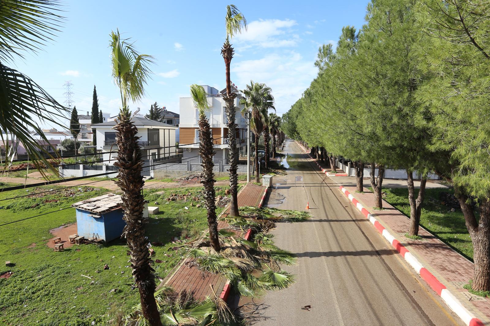 Kepezdeagaclarbudaniyor