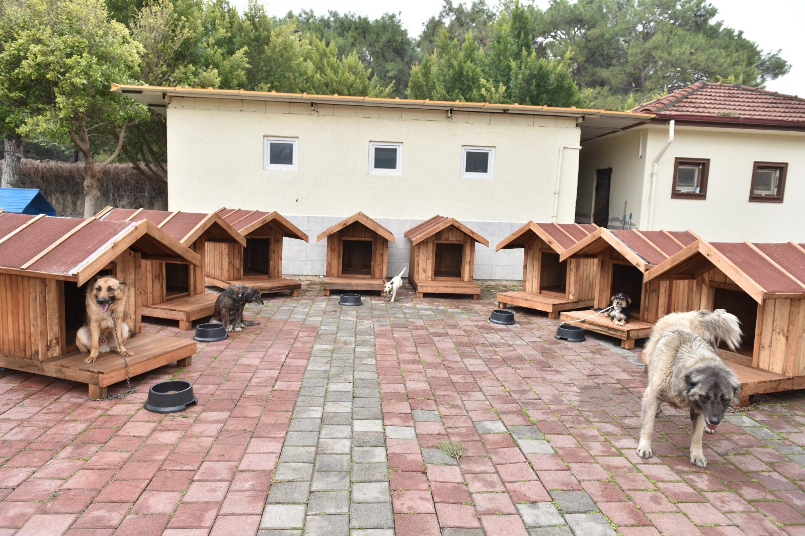 Kepezdesokakhayvanlarınayuvadestegi