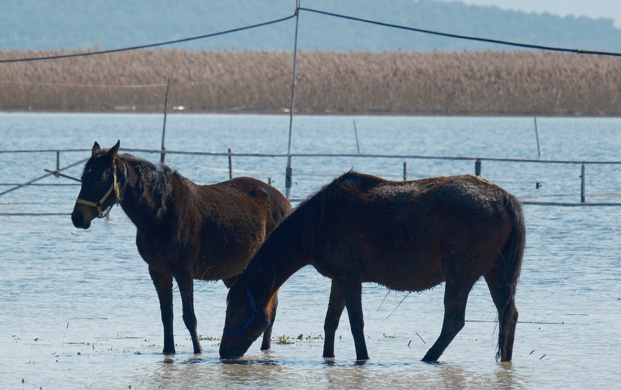 Milyonlukatlarsularaltindakaldi