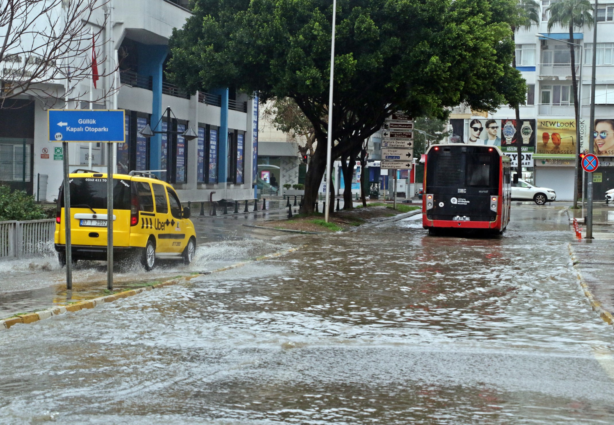 Sarikoduyarisisahiledalgalarlabirlikteoludanavurdu