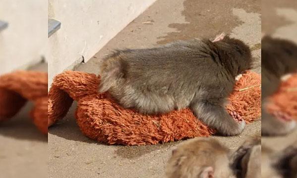 Sosyalmedyadaviralanlar