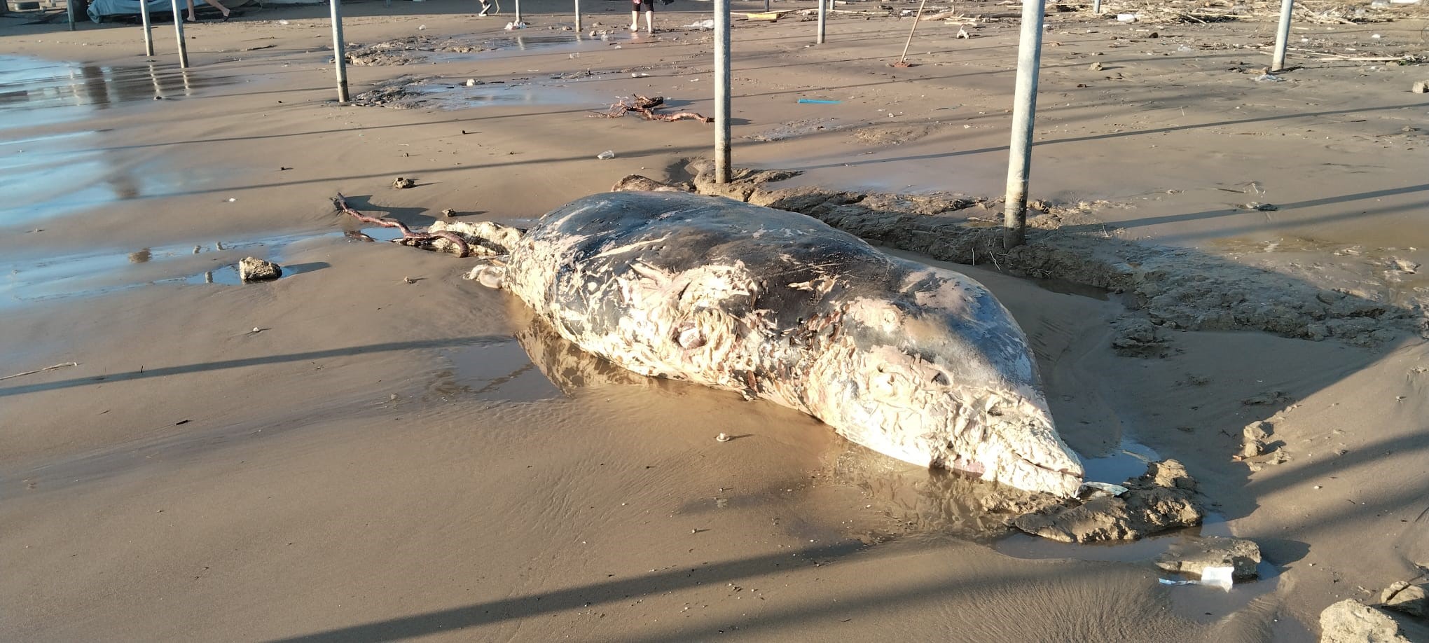 Turizmkentindekorkutangoruntu