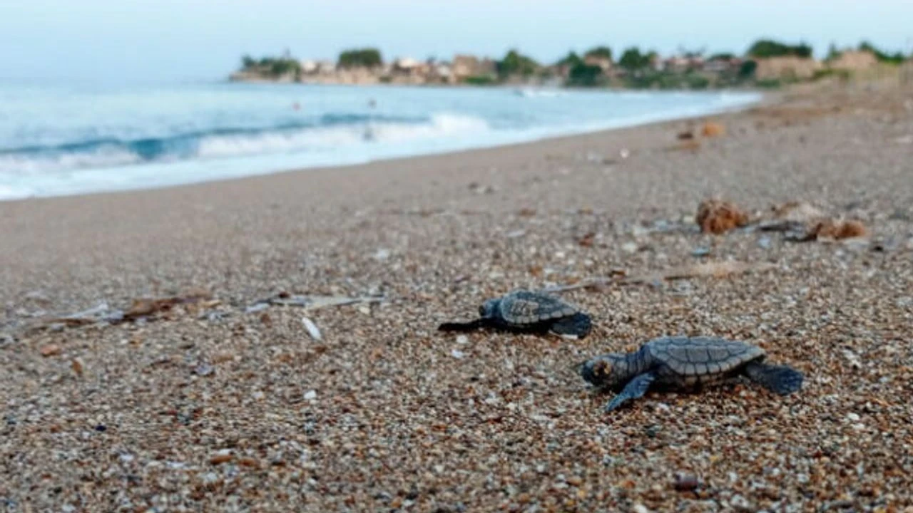 Antalyadadogakatliamiortayacikti