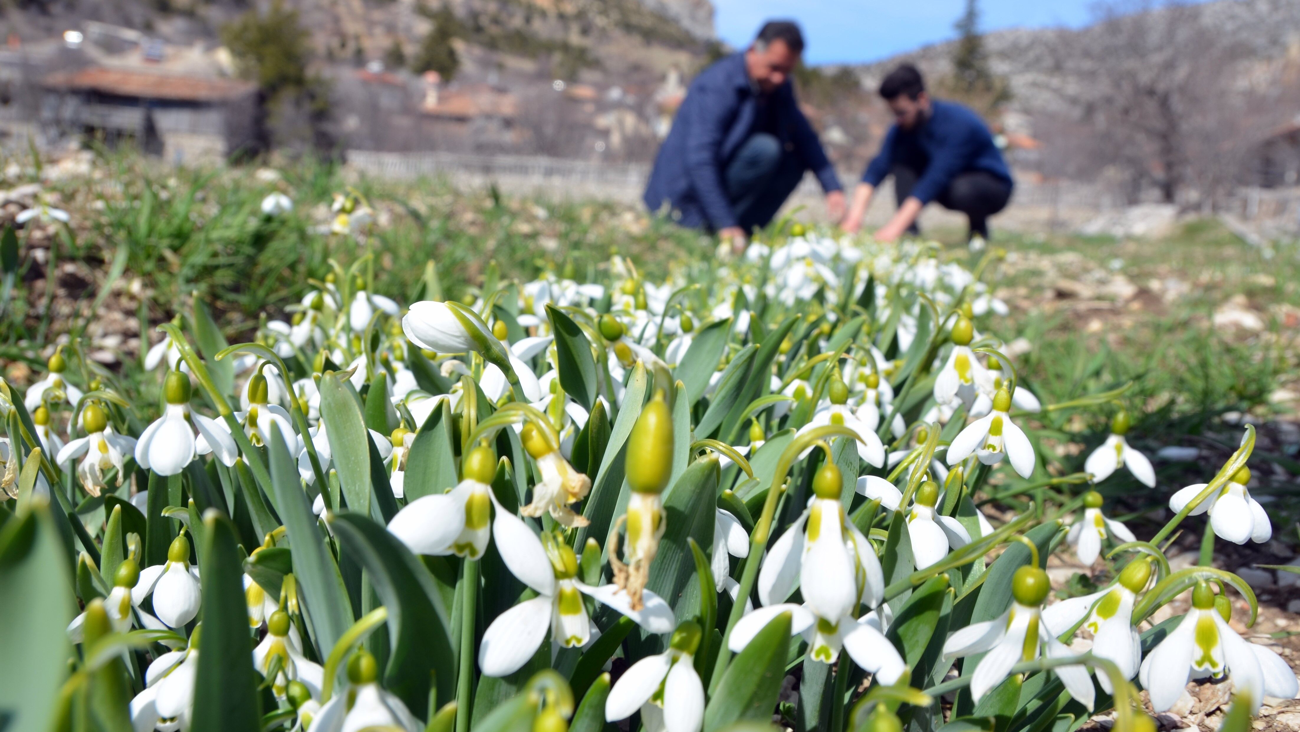 Antalyadaozeluretimtoroskardeleni