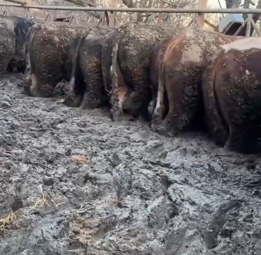 Besiciftligindeskandalgoruntu