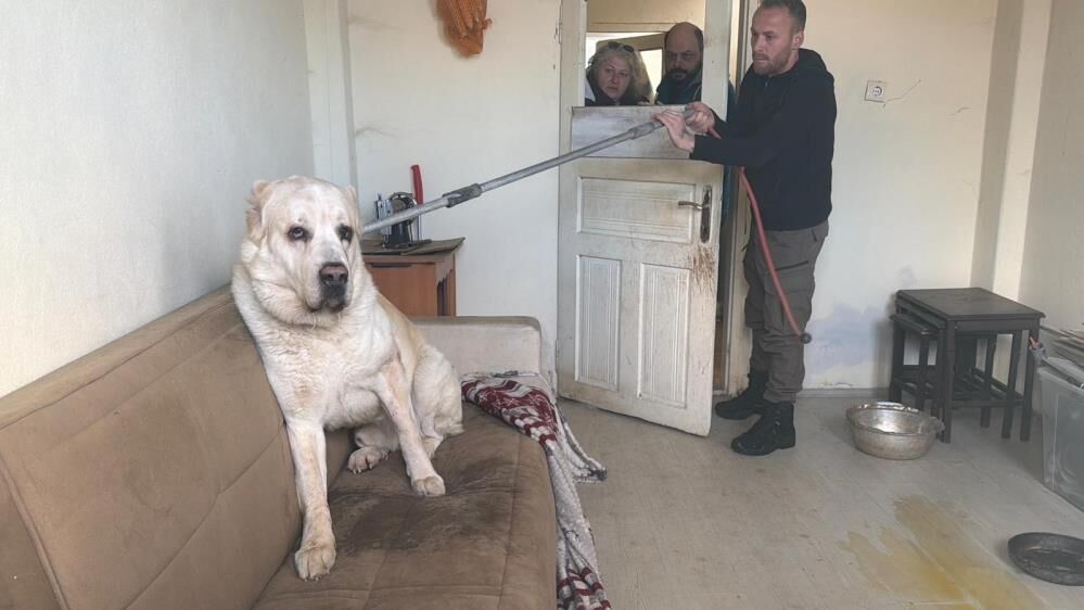 Deportedilenkadininevindeki12Hayvankurtarildi