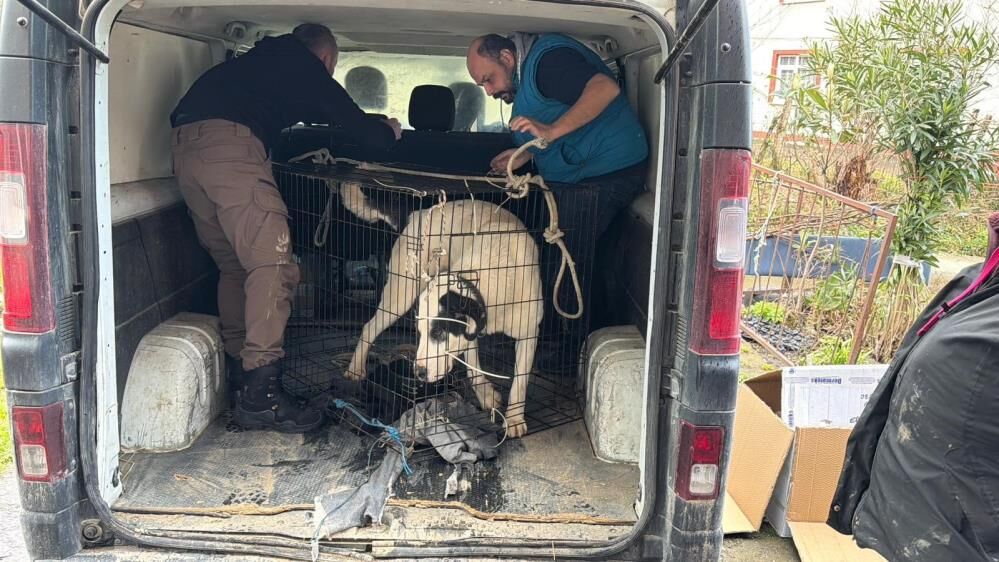 Evdetekkalan12Adethayvankurtarildi