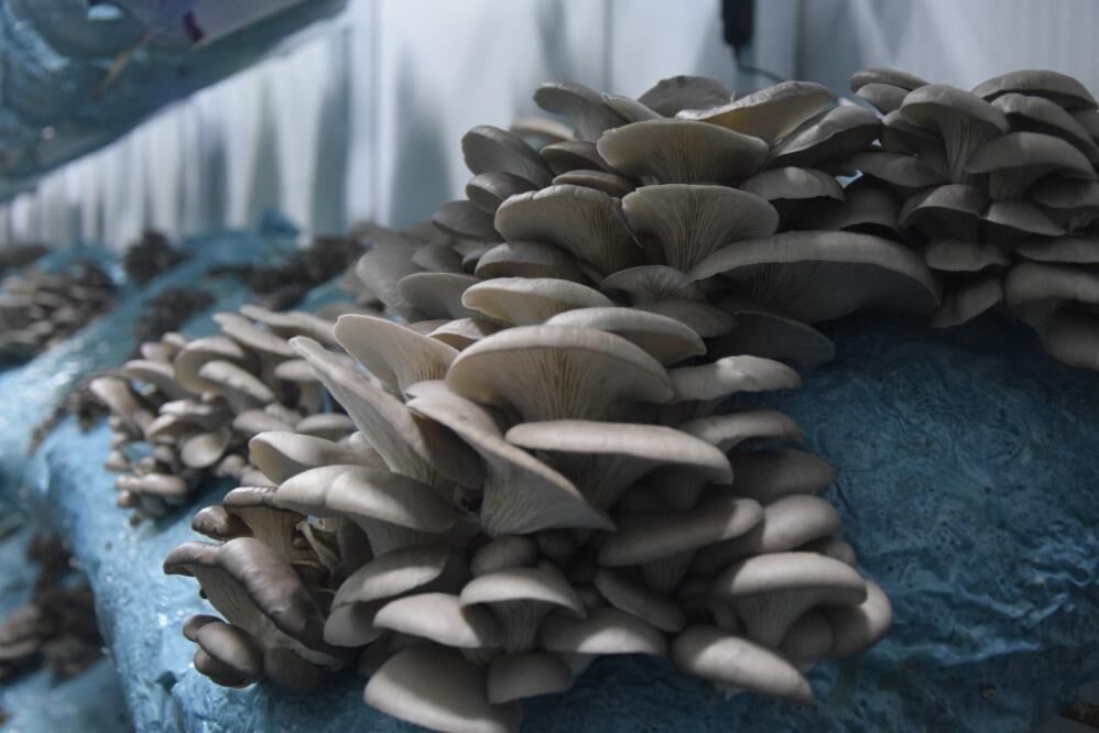 Hemavukathemmantarureticisi