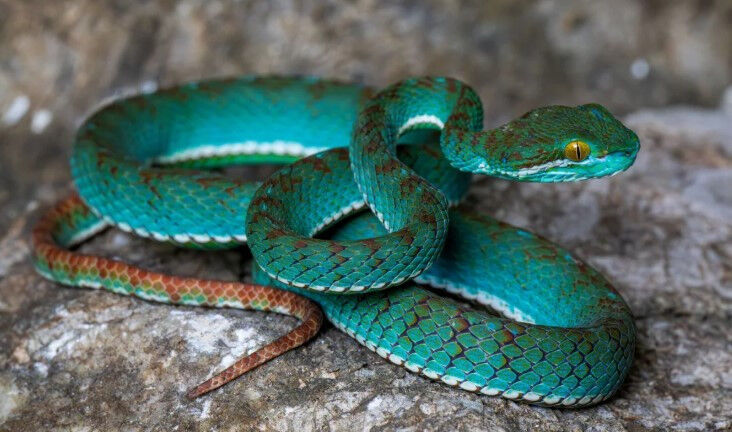 Magaradaessizcanliturlerikesfedildi