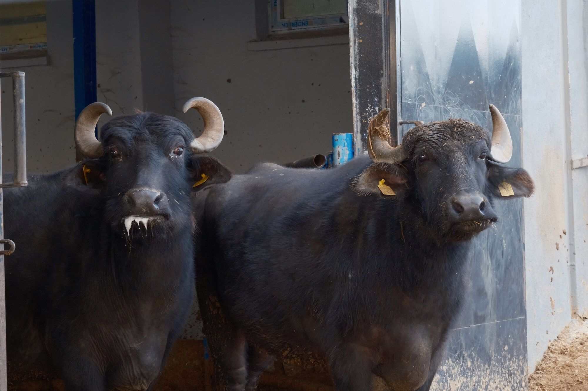 Mandairkimuranaistedigerlerindenfarki