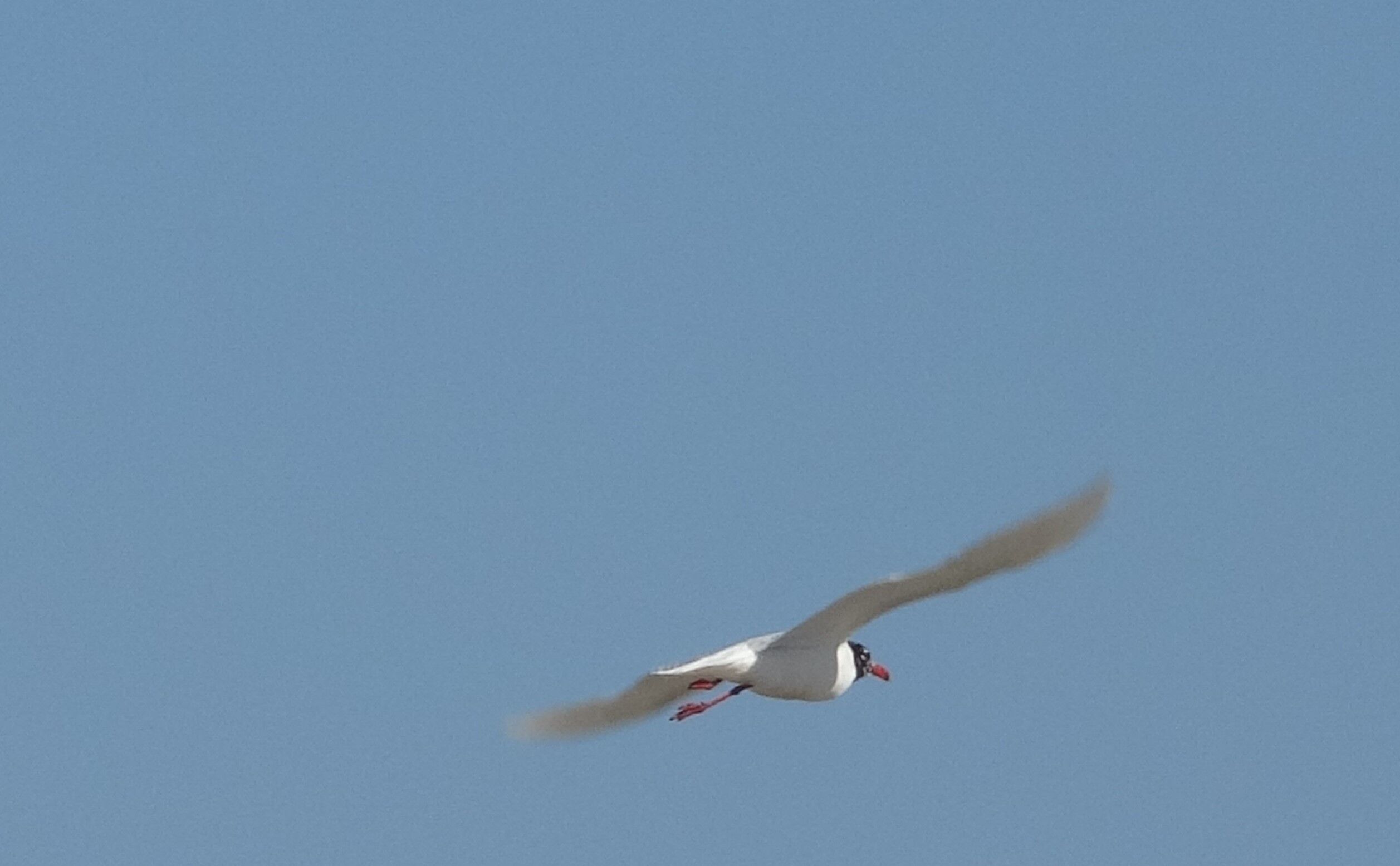 Misinalaradolananmarti