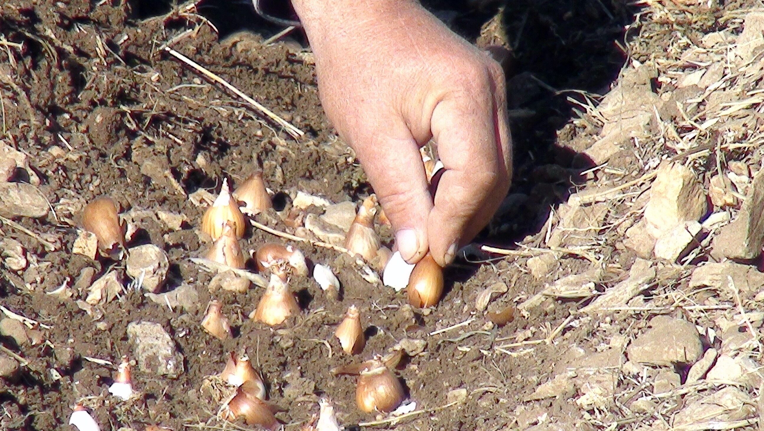 Ozeluretimtoroskardeleniavrupayakontrolluihracedilecek