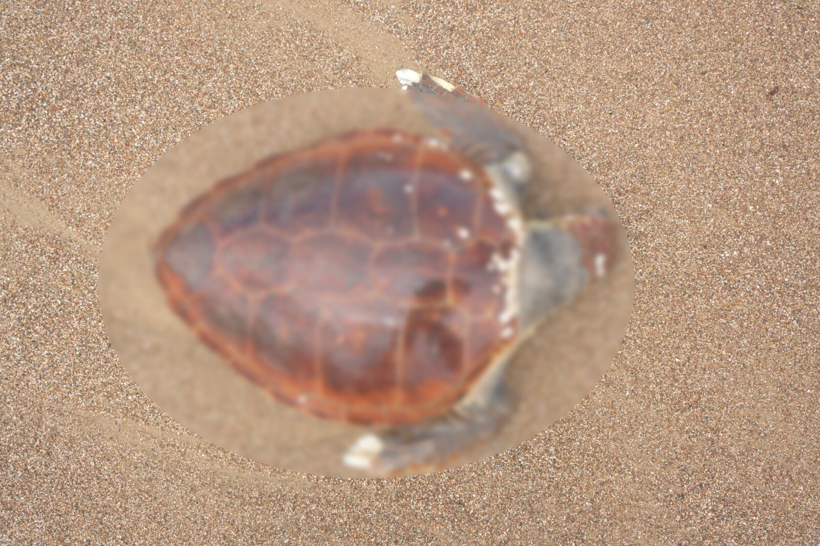 Rutindevriyedeuzucumanzaracansizhaldebulundu