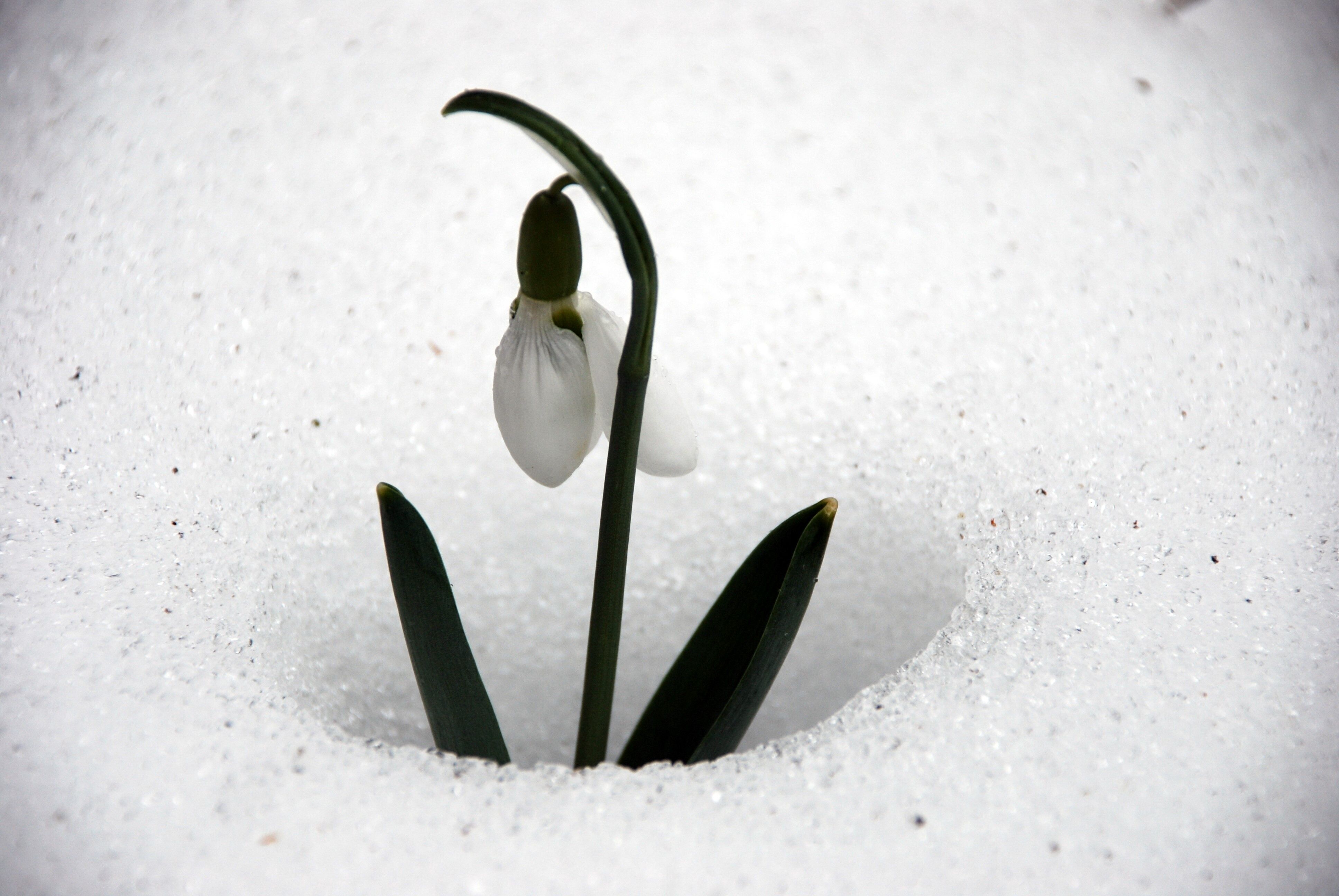 Toroskardeleniavrupayakontrolluihracedilecek