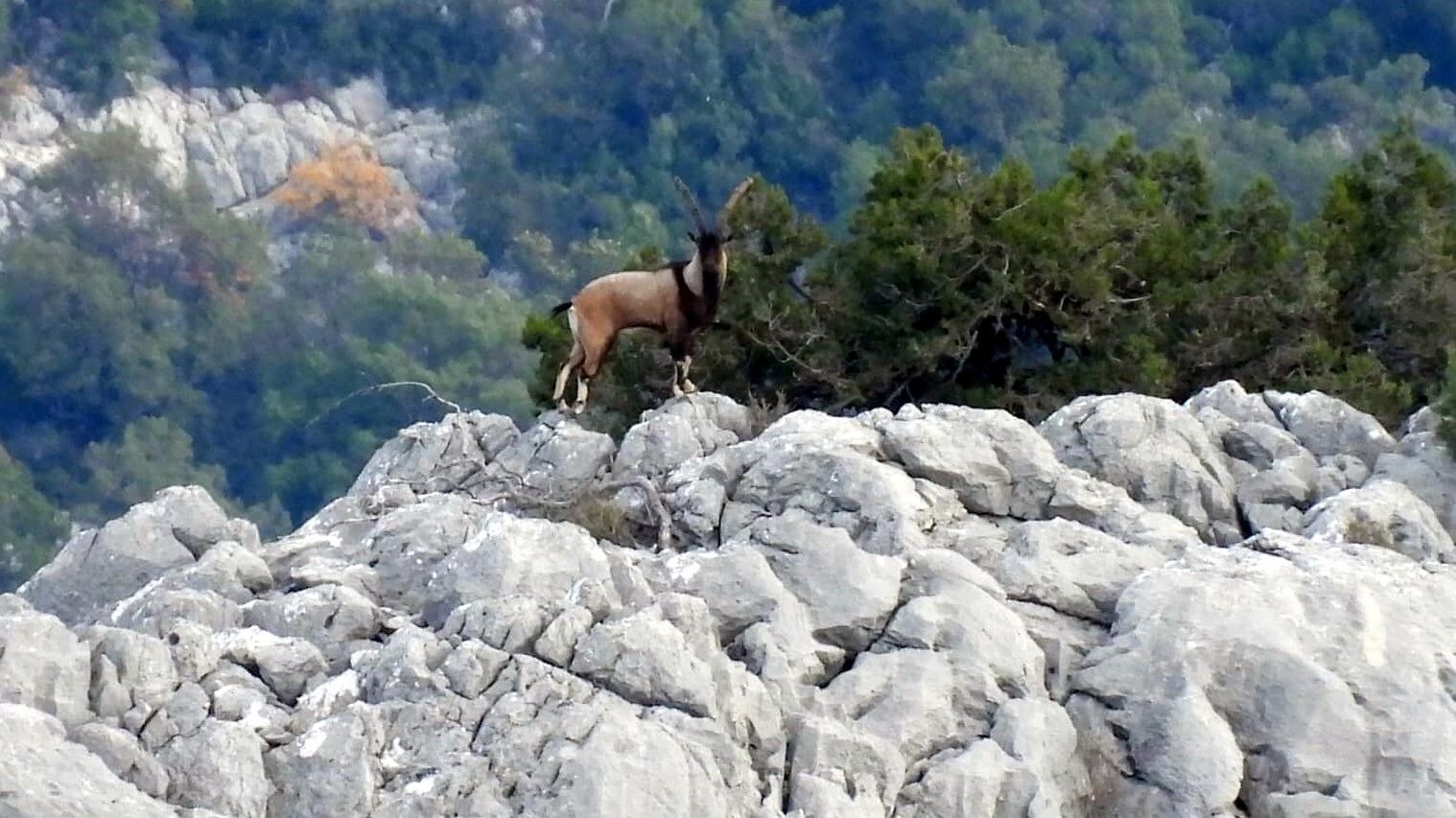 Yabankecilerievbahcelerineindi