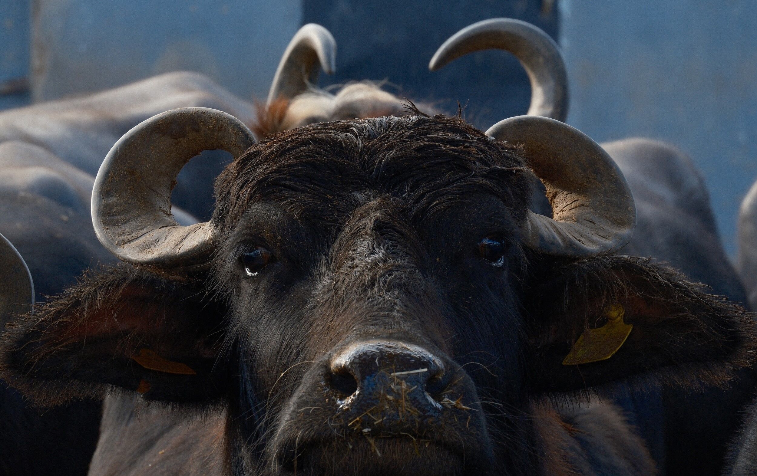 Yenimandairkimuranaistedigerlerindenfarki