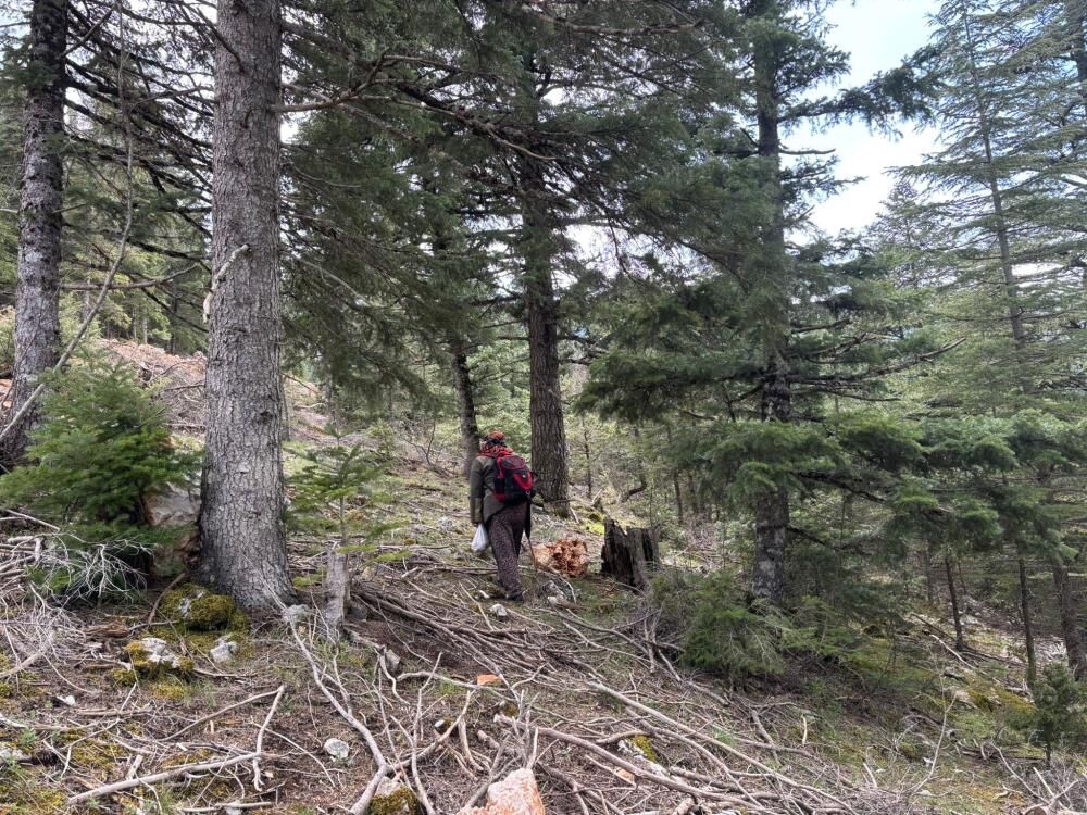 Aksekilivatandaslarinkuzugobegimesasi