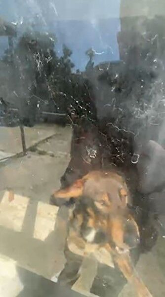 Alanyadakiralanandaireyesokakhayvanlarinihapsetti