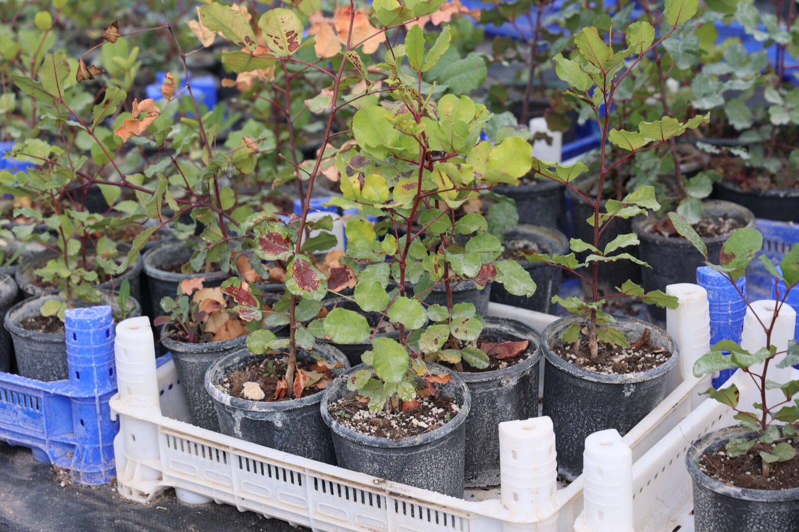 Alanyakeciboynuzuuretimiicin5Binfidandestegi