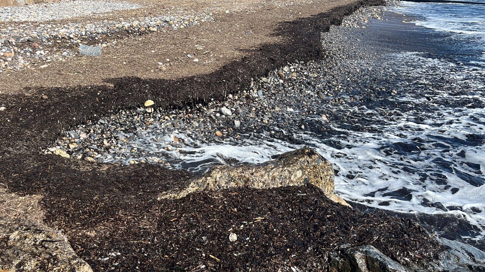 Alanyasahilindegizemligoruntutedirginettigerceksonradanortayacikti