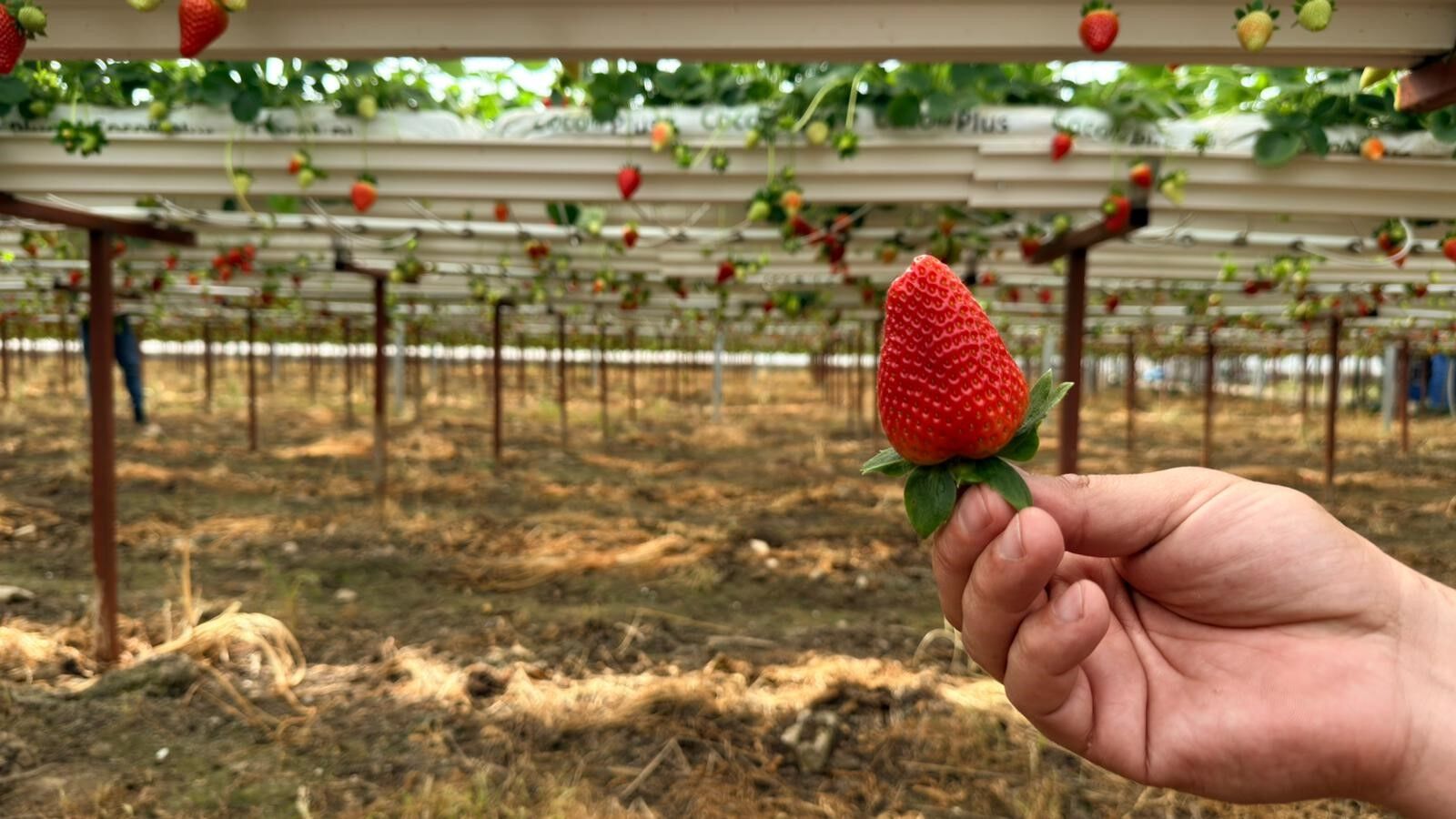 Almanyadaegitimikaptiserikteuretimebasladi