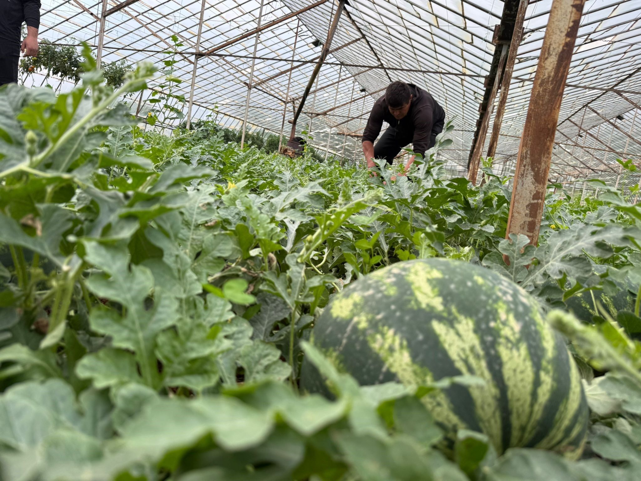 Antalyadaortualtikarpuzuretimiturkiyepazarinda