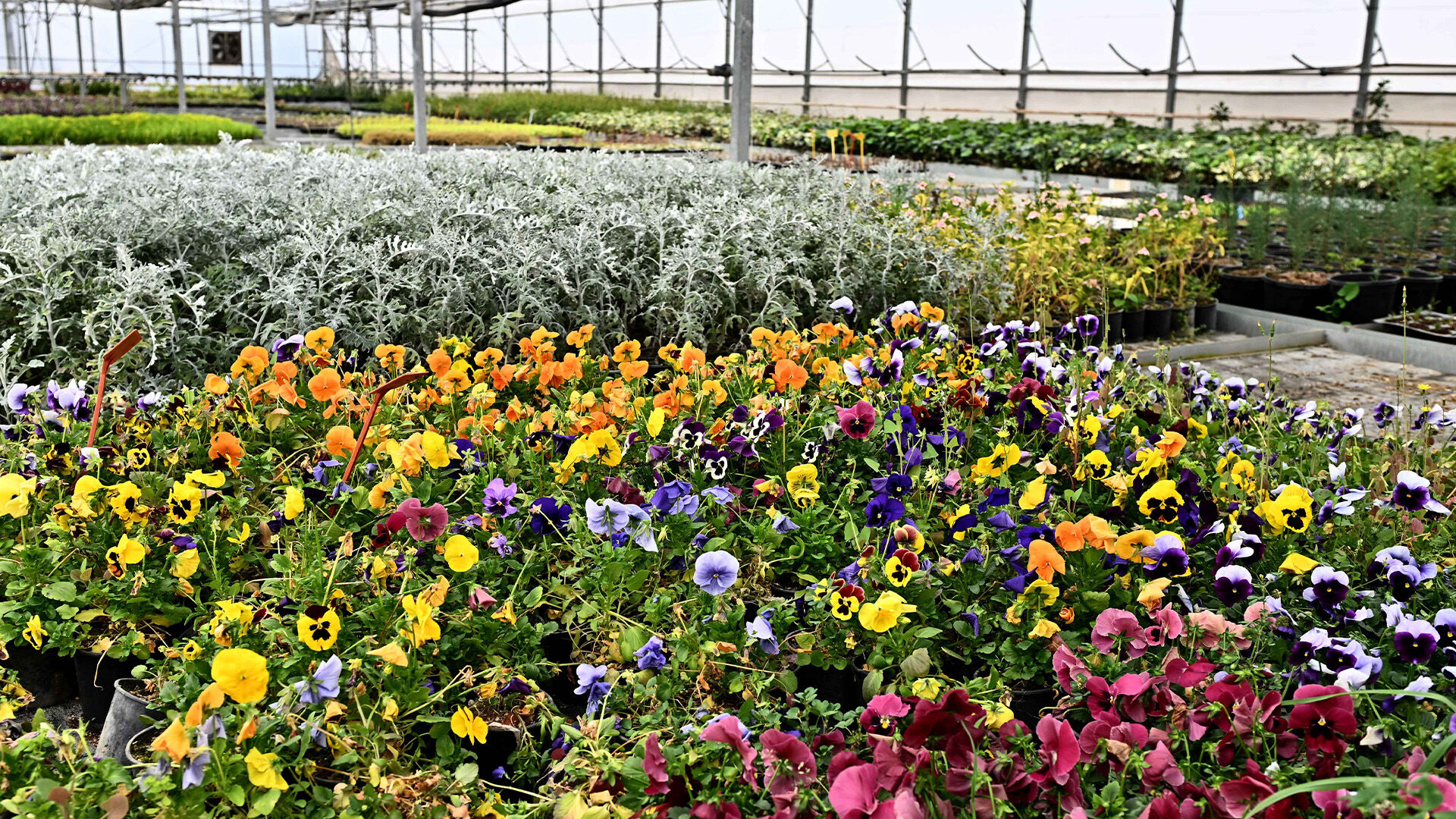 Cicekuretimigerceklestiriyor