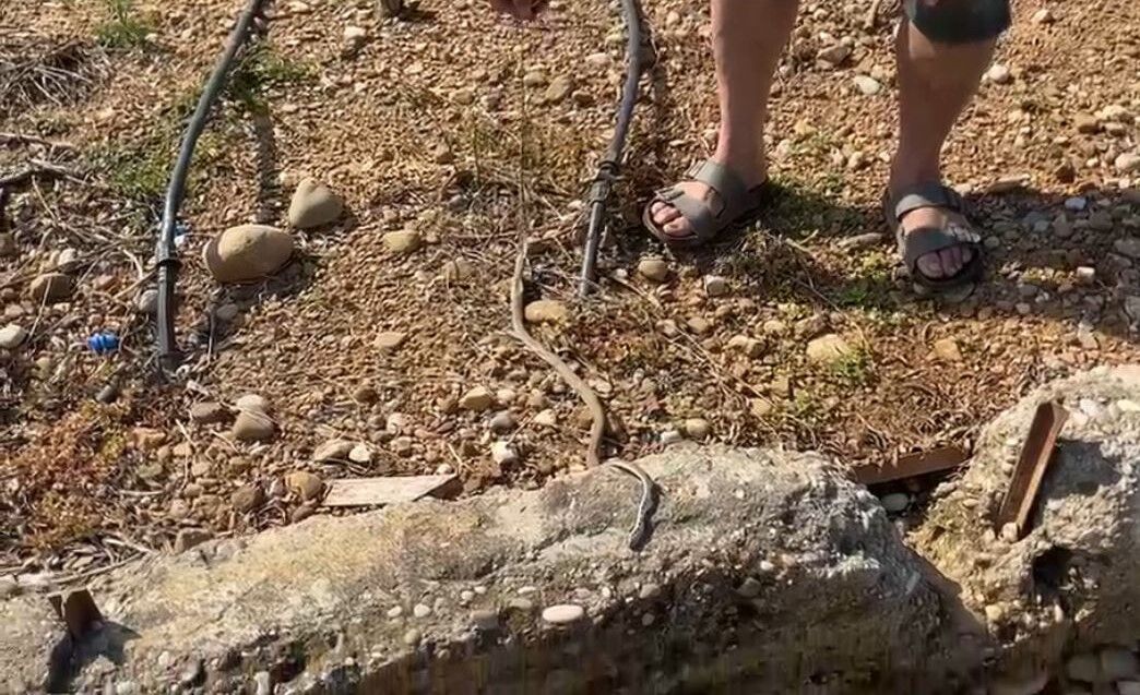 Durumkontrolaltinaalindi