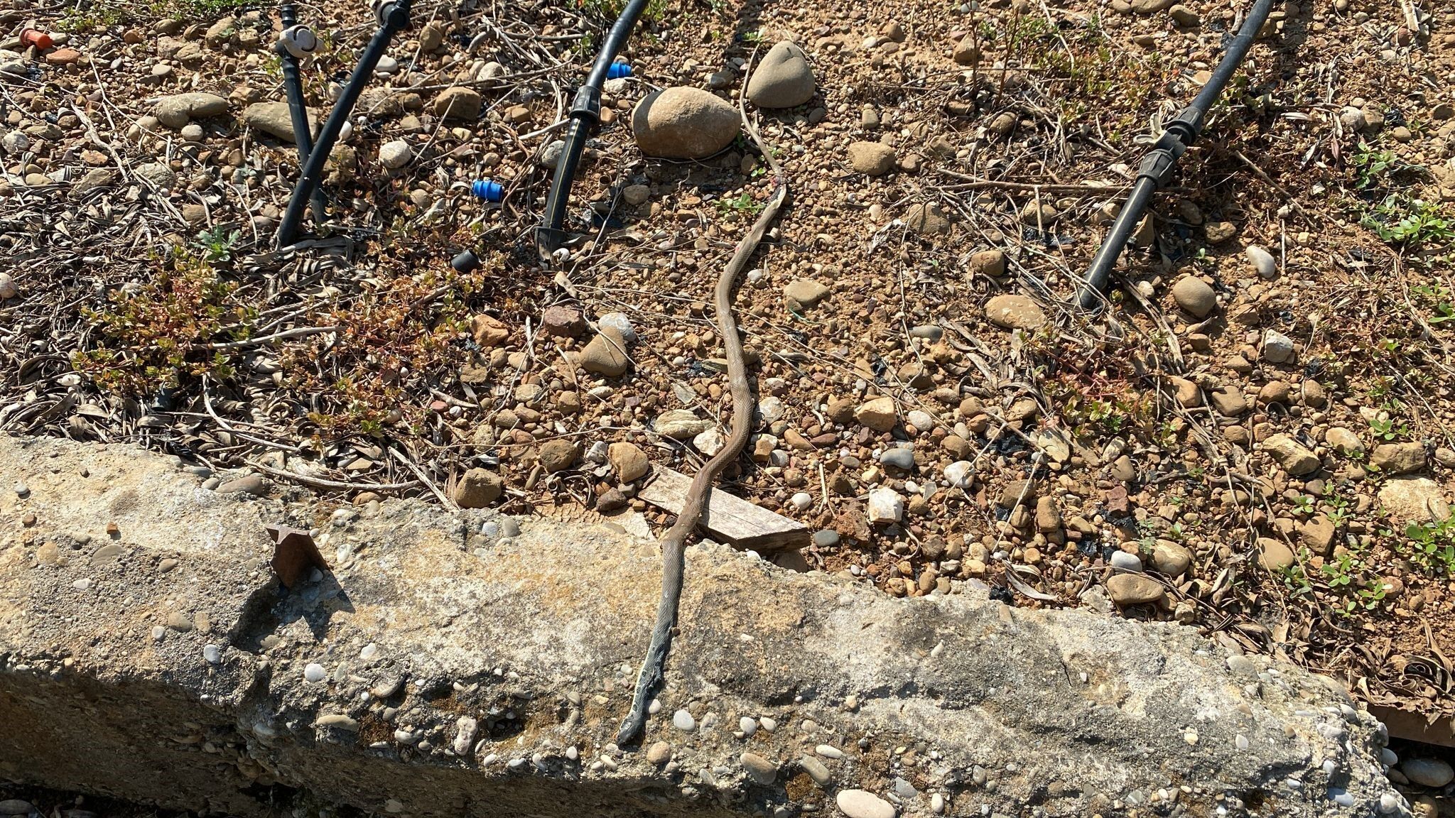 Karpuzserasindatehlikelikarsilasma