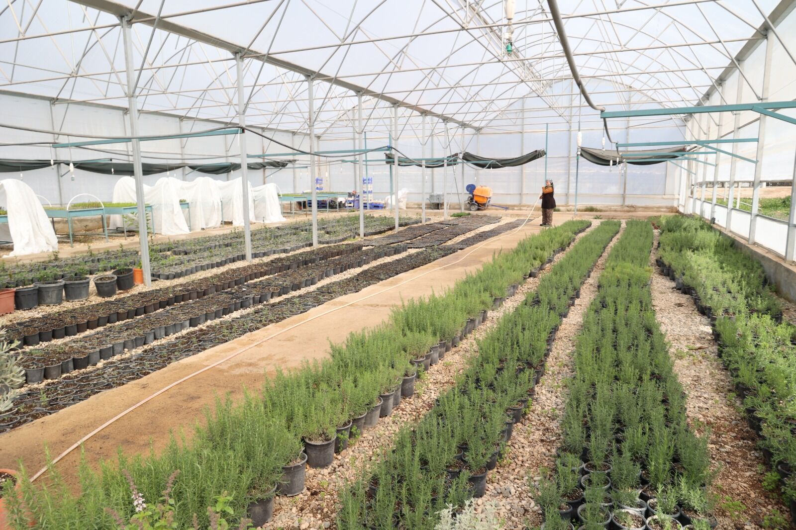 Keciboynuzuuretimiicin5Binfidandestegi