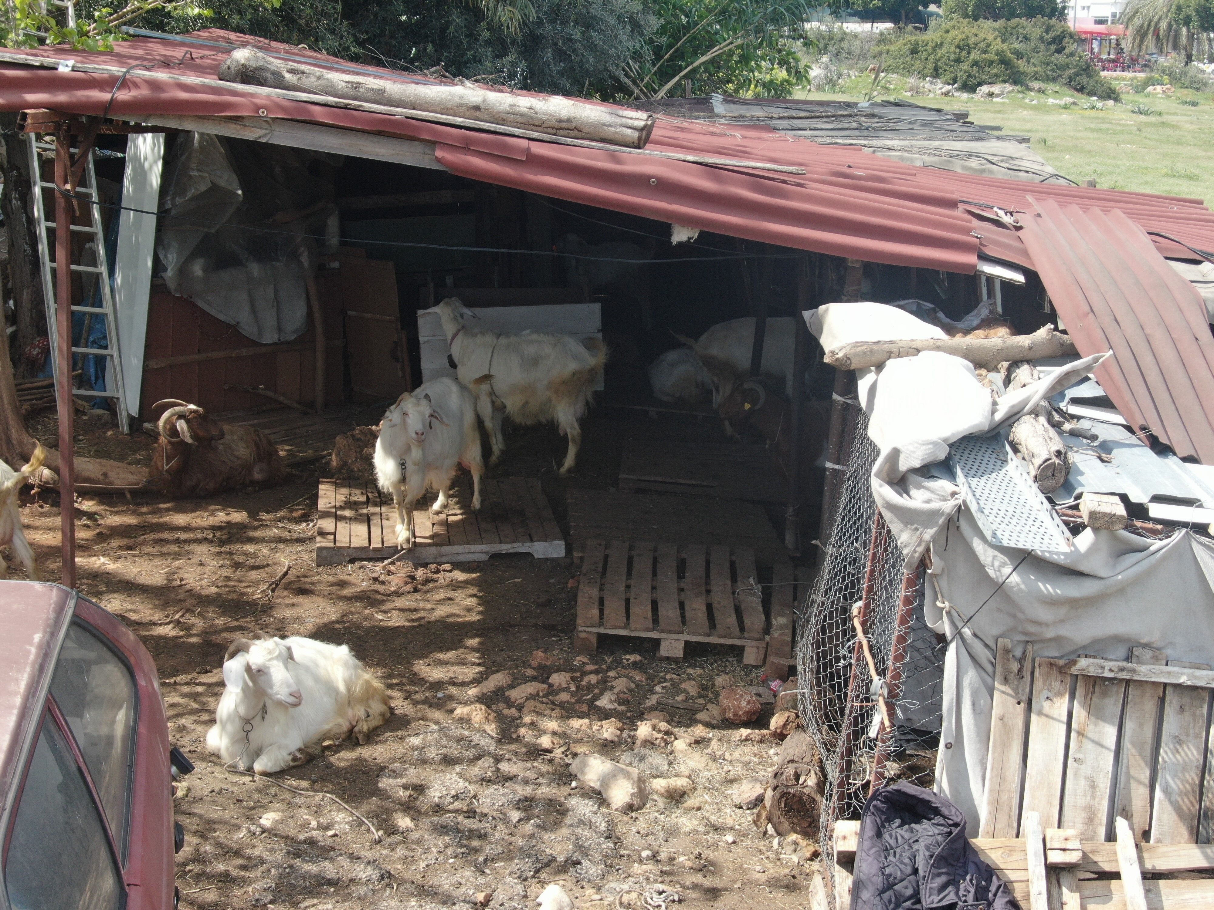 Konyaaltindakeciciftcisininyillikemekleribosagitti