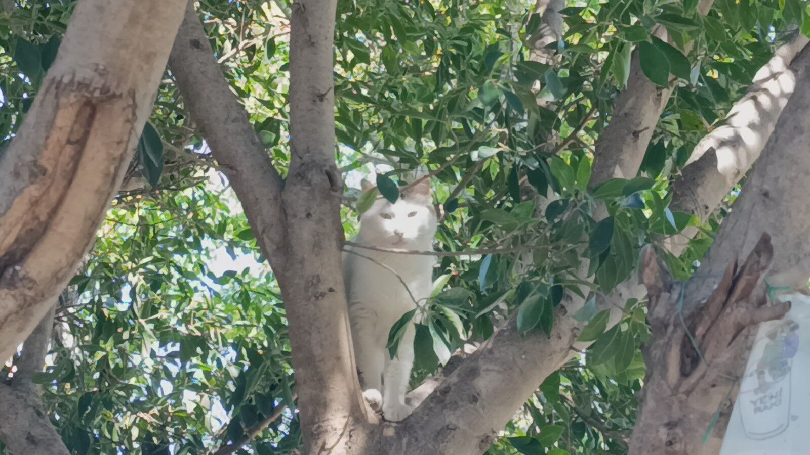 Kopeklerinkavgasikabusadondu