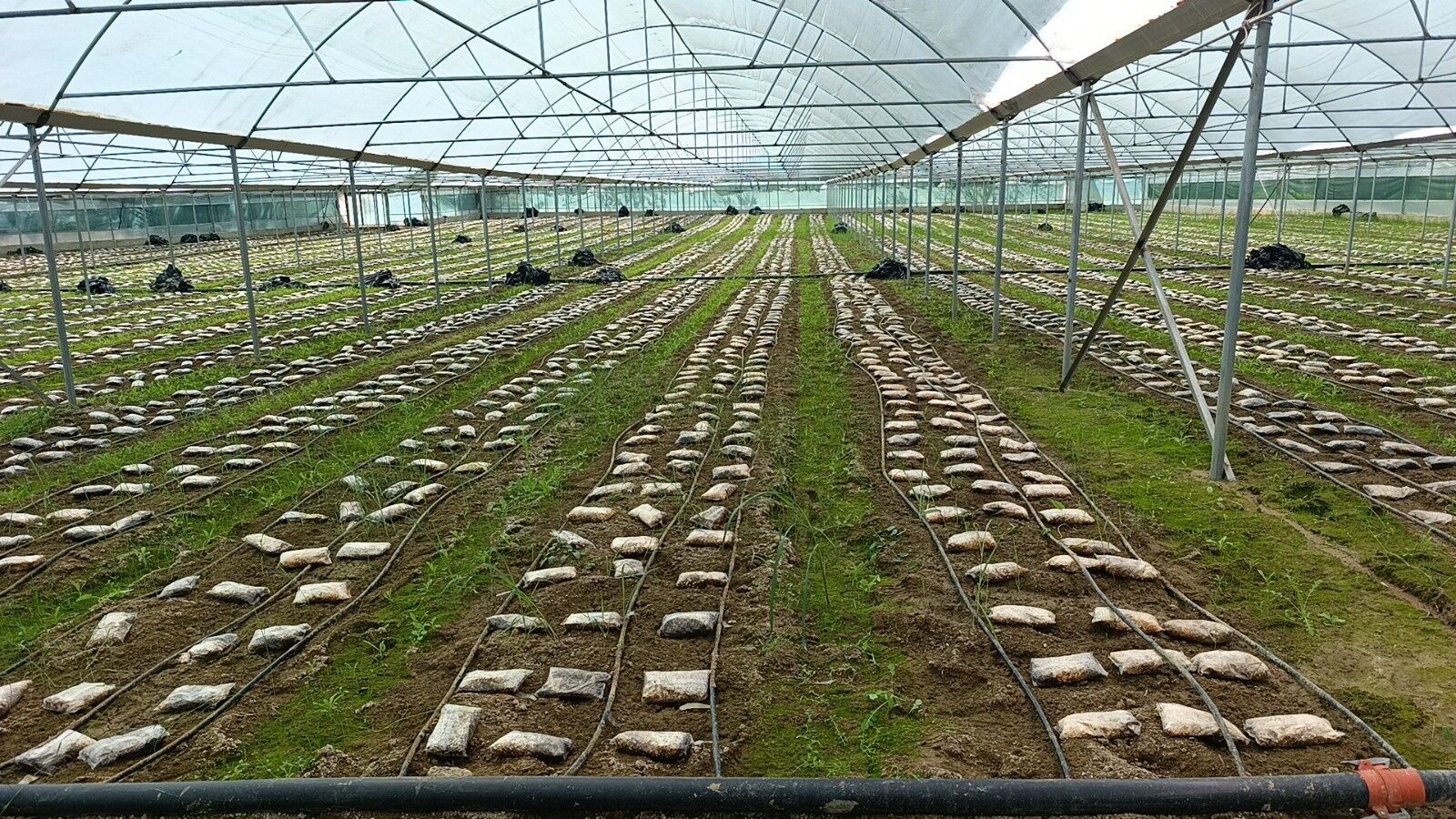 Kuzugobegimantariseralardayetisiyor