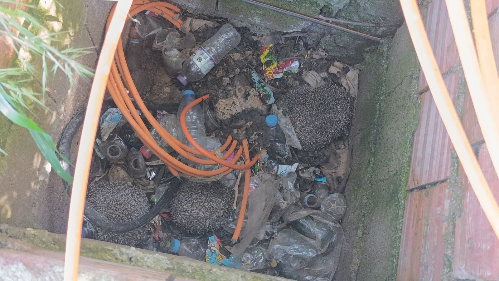 Manavgattaozgurlukoperasyonumahsurkalansercevekirpilerdogayadondu