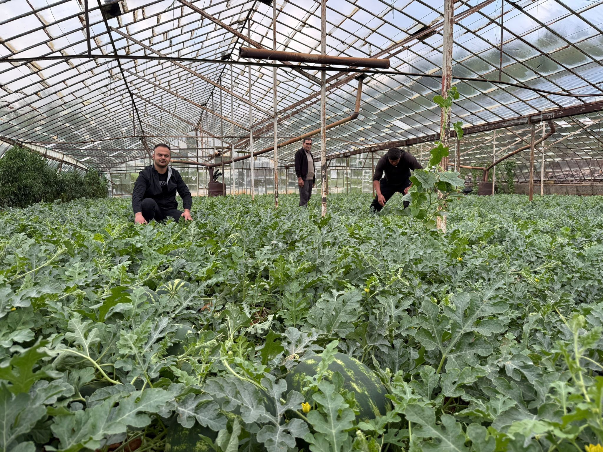 Ortualtikarpuzuretimiturkiyepazarindaonecikiyor