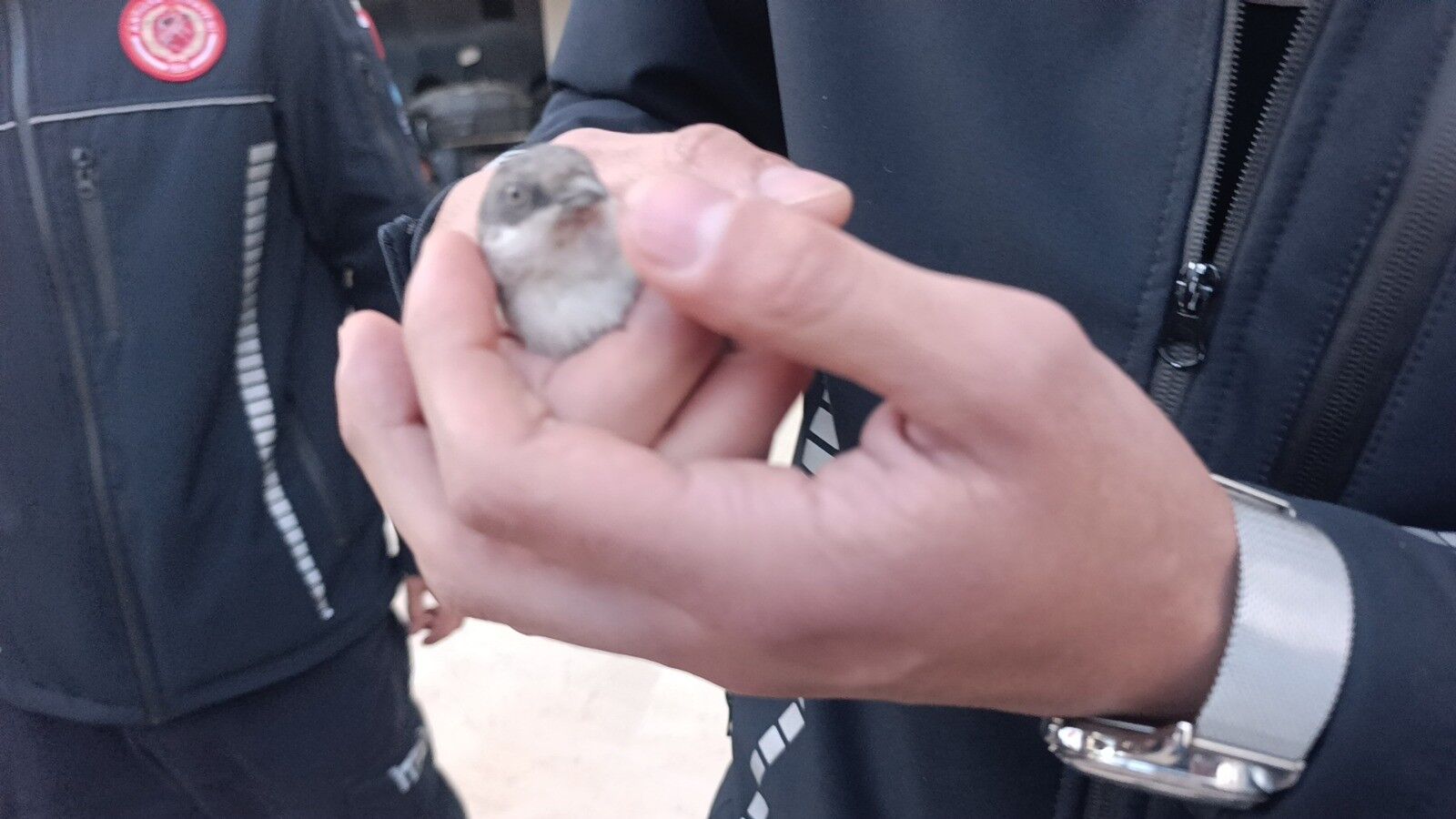 Ozgurlukoperasyonumahsurkalansercevekirpilerdogayadondu