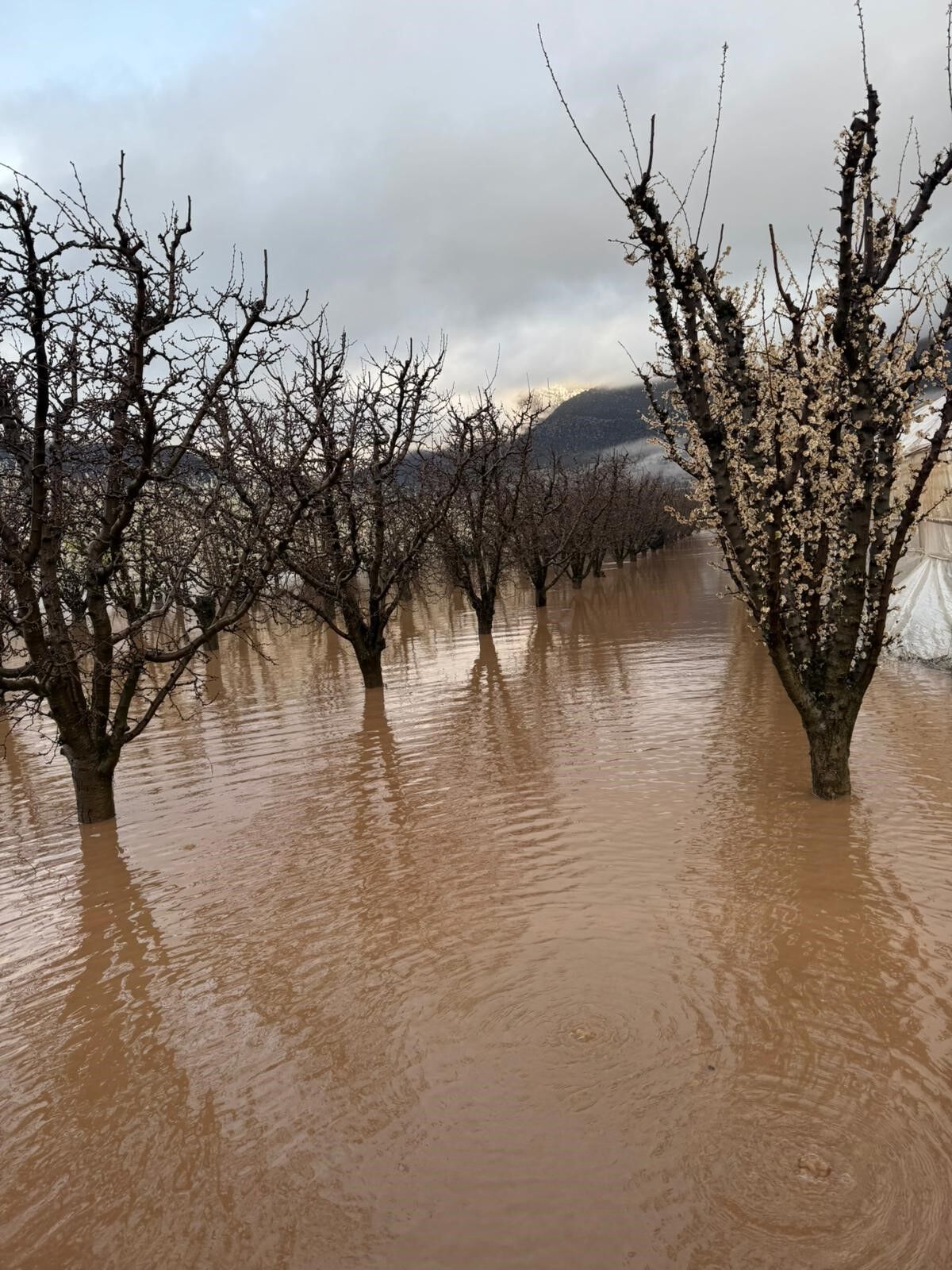 Yagiselmaliyikotuetkiledi