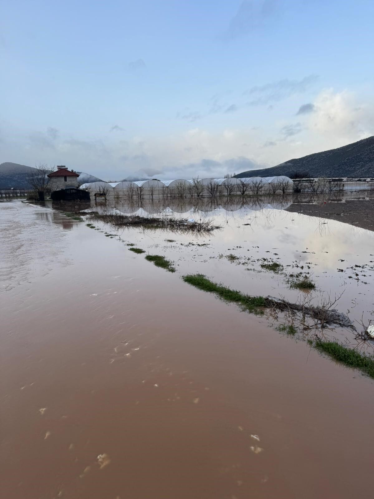 Yagishayatifelcetti-1