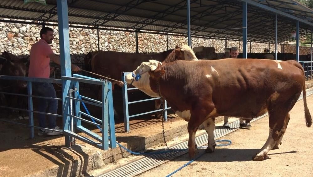 Alanyada1Ton200Kilogramlikkurbanalicibuldu