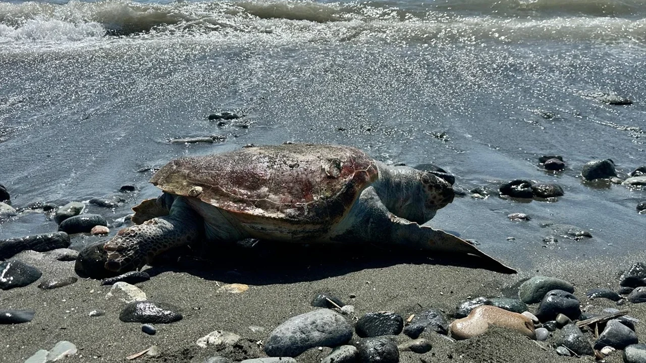 Caretta