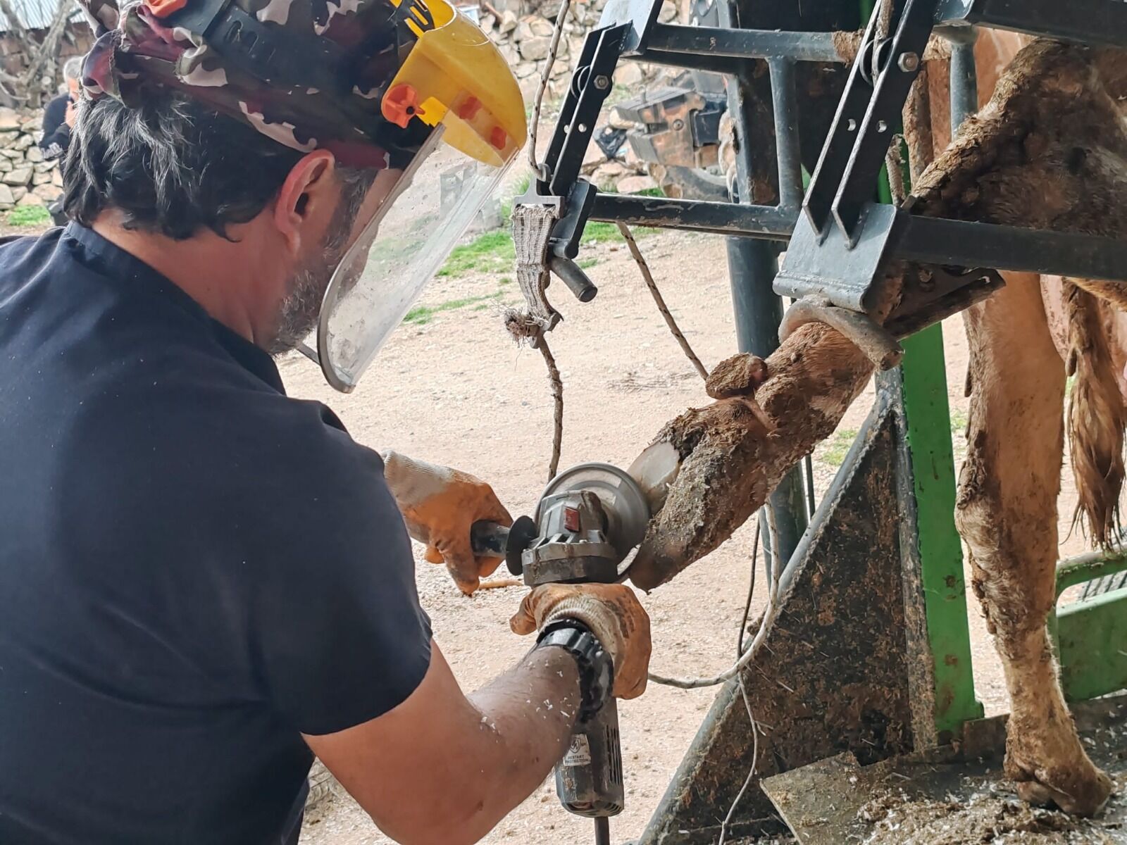 Korkutelindehayvanlaraucretsiztirnak
